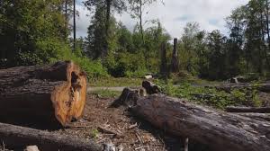 Best Tree Preservation Services  in Richwood, TX