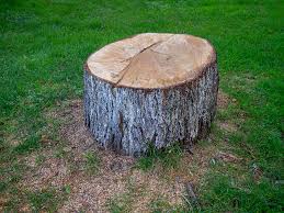 Best Fruit Tree Pruning  in Richwood, TX