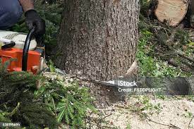 Best Leaf Removal  in Richwood, TX
