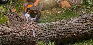 Best Storm Damage Tree Cleanup  in Richwood, TX