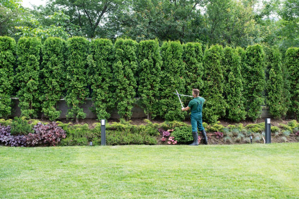 Professional Tree Services in Richwood, TX