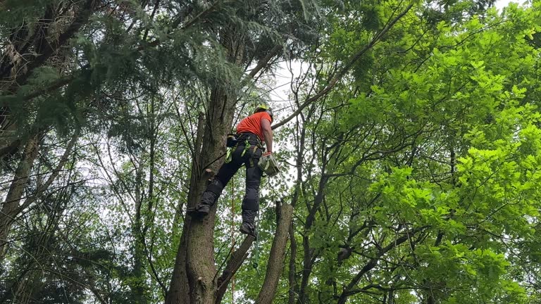 Leaf Removal in Richwood, TX