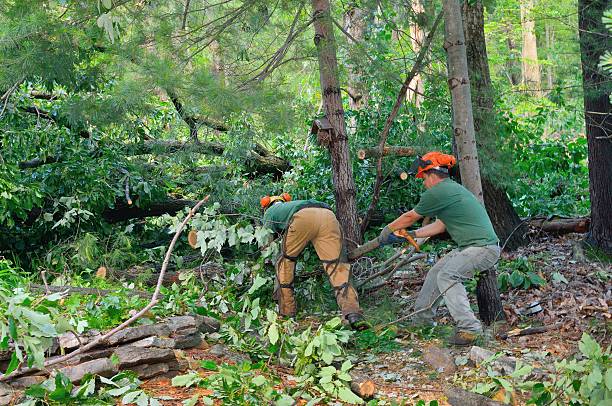 Best Storm Damage Tree Cleanup  in Richwood, TX