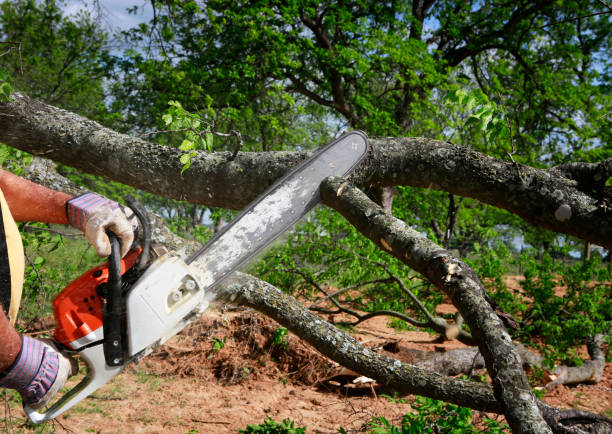 Best Soil Testing and Treatment  in Richwood, TX
